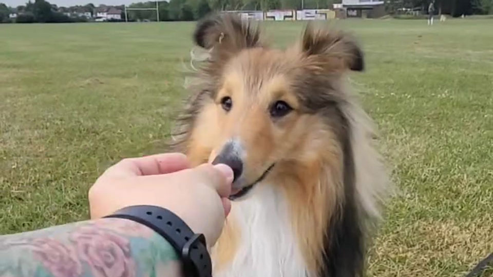 Wembley Leash/Off-leash class